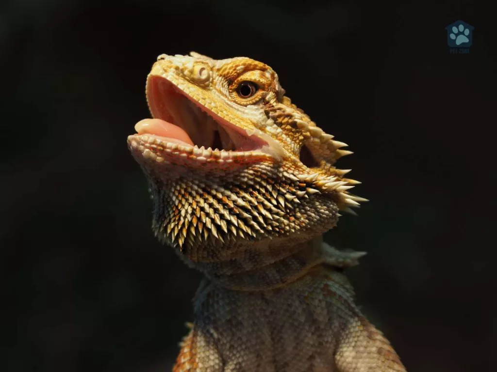 beardie with tongue out