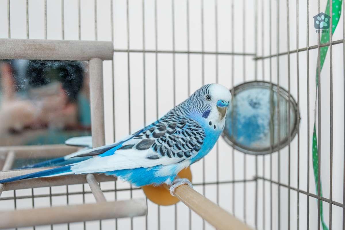 blue budgie in cage