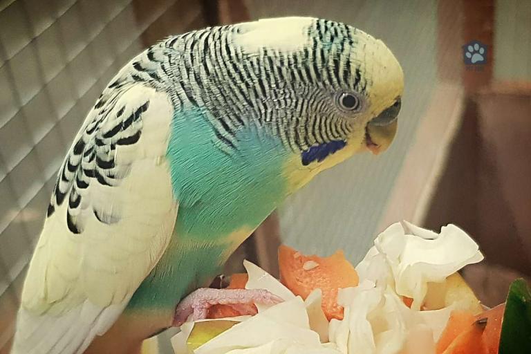 Why Is My Parakeet Eating So Much?