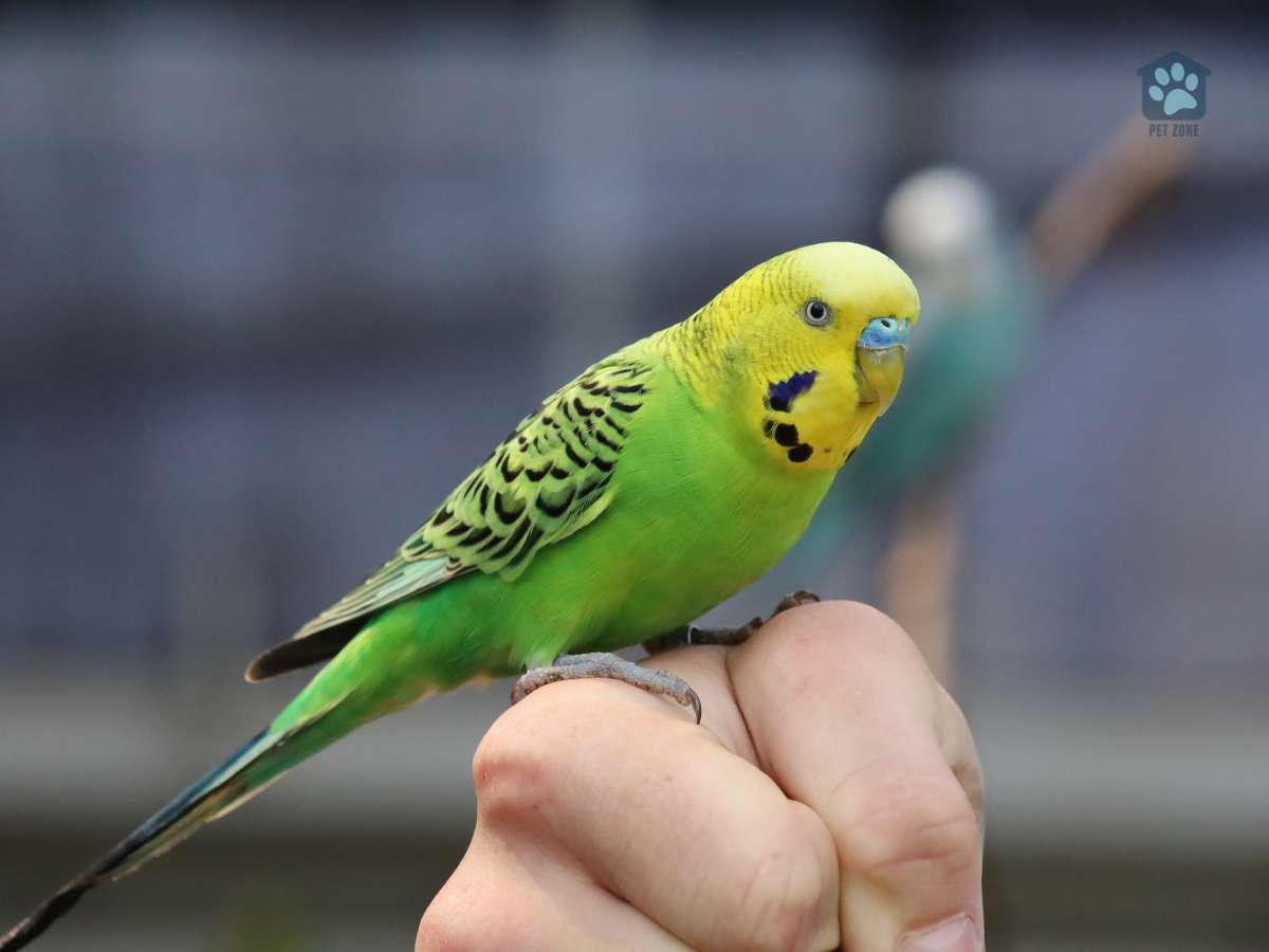 budgie perched on hand