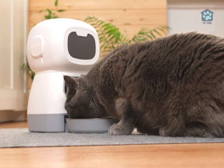 How Do Automatic Cat Feeders Work?