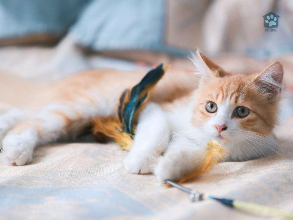 cat laying on feather wand