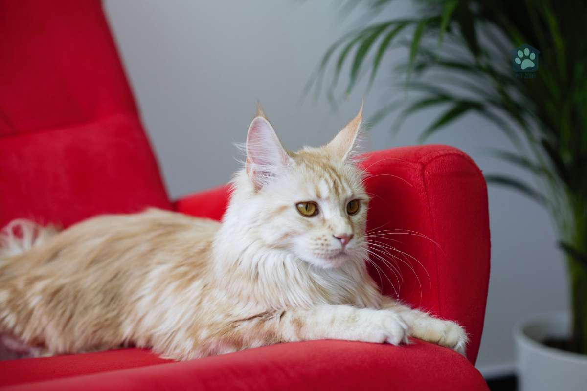 cat laying on red chair