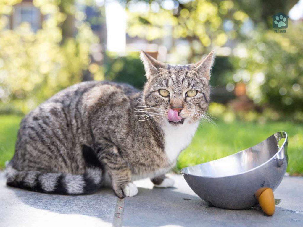 cat licking metal bowl