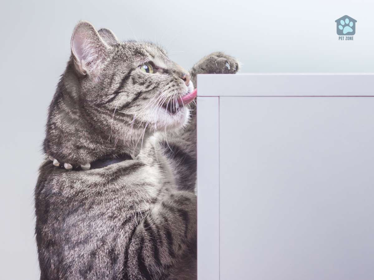 cat licking metal cabinet