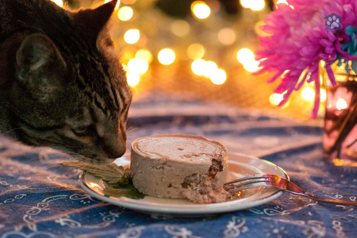 cat smelling tuna on a plate