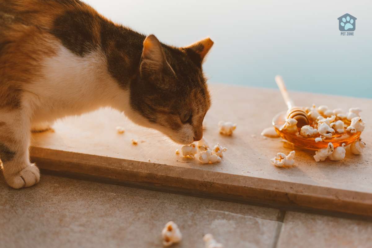 cat sniffing at popcorn