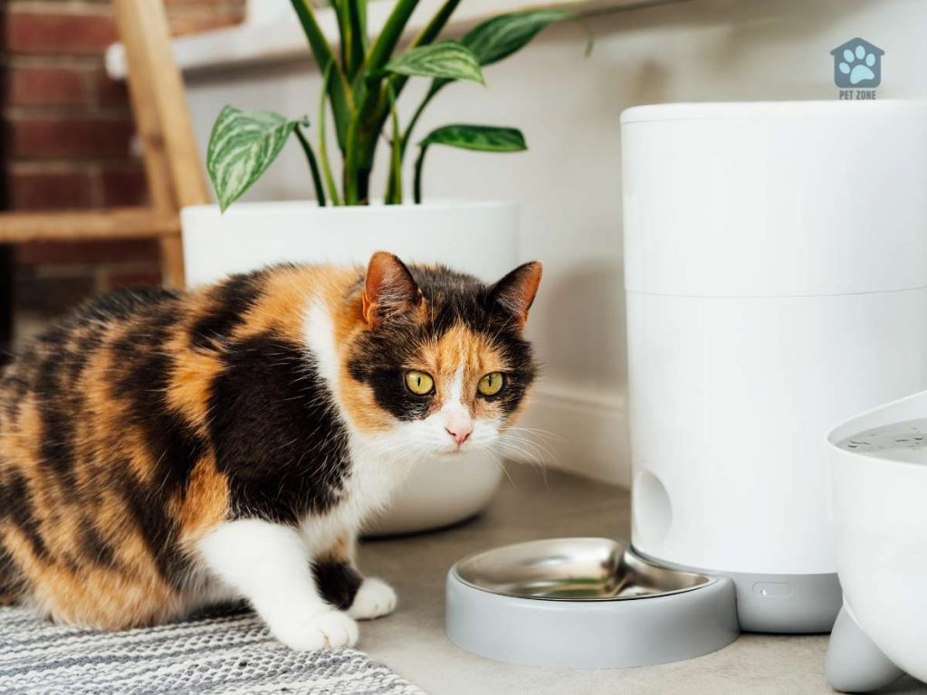 cat standing next to automatic feeder