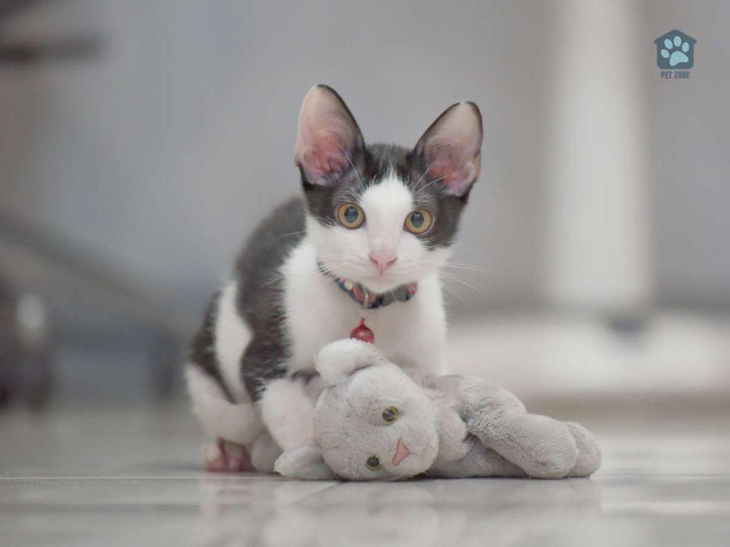 cat with stuffed toy