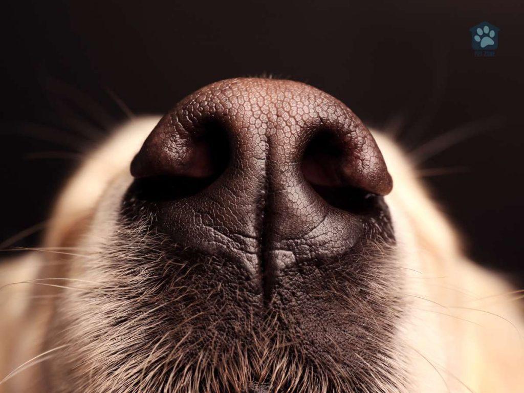 closeup of dogs nose