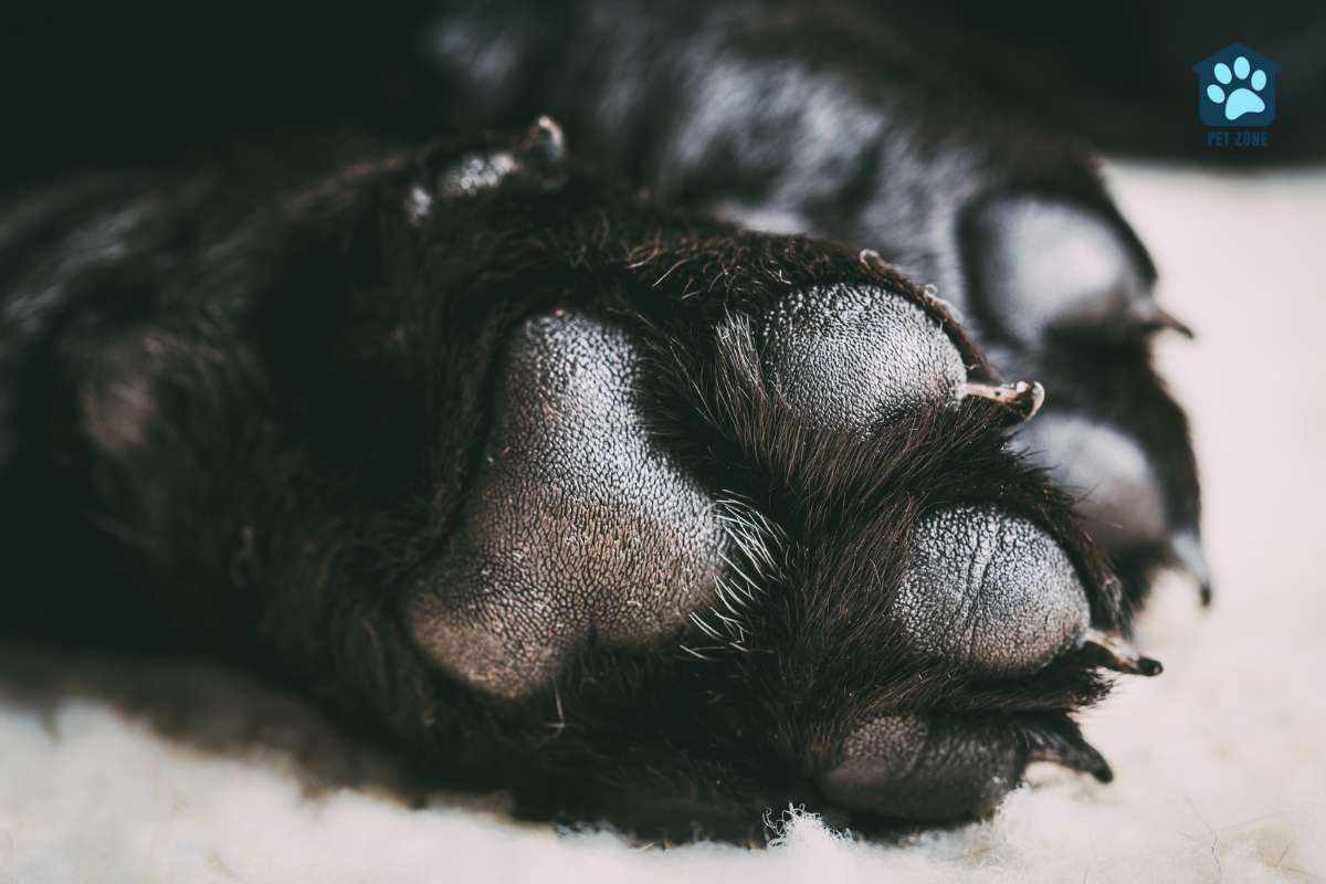 closeup of dogs paw pads