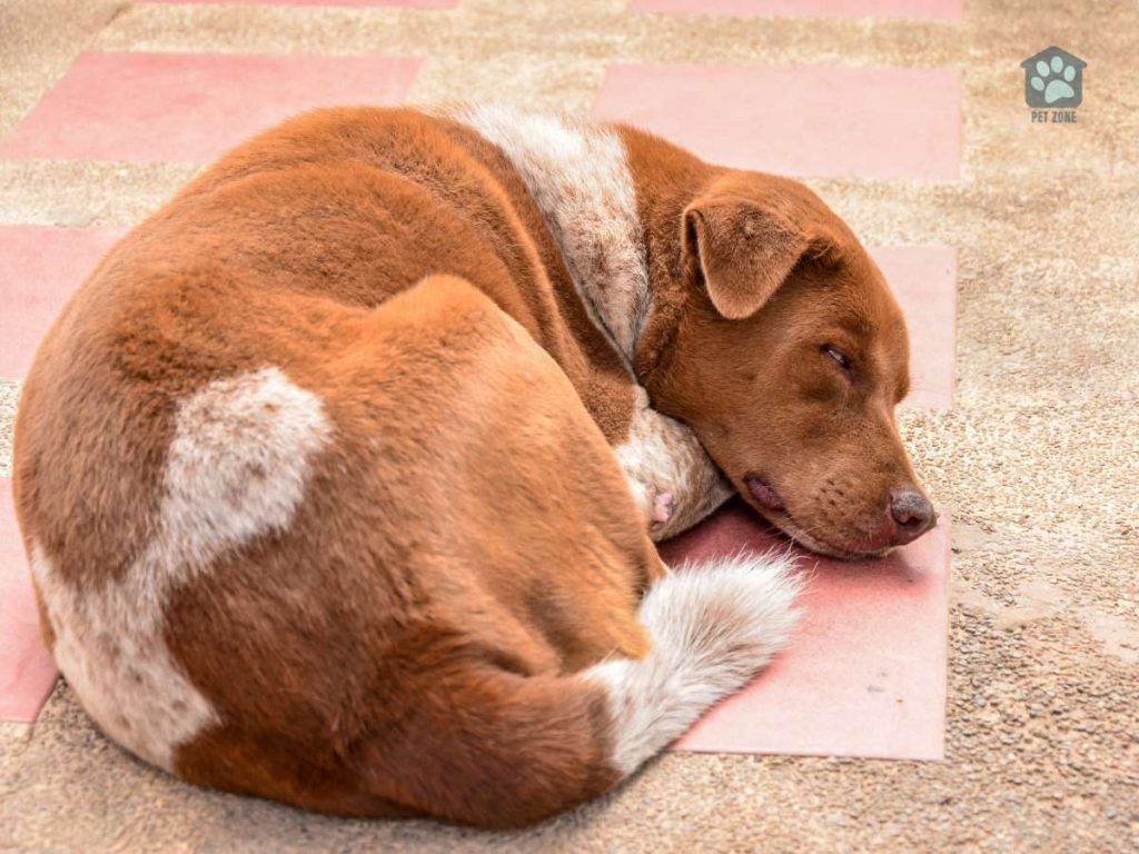 dog curled up on paws