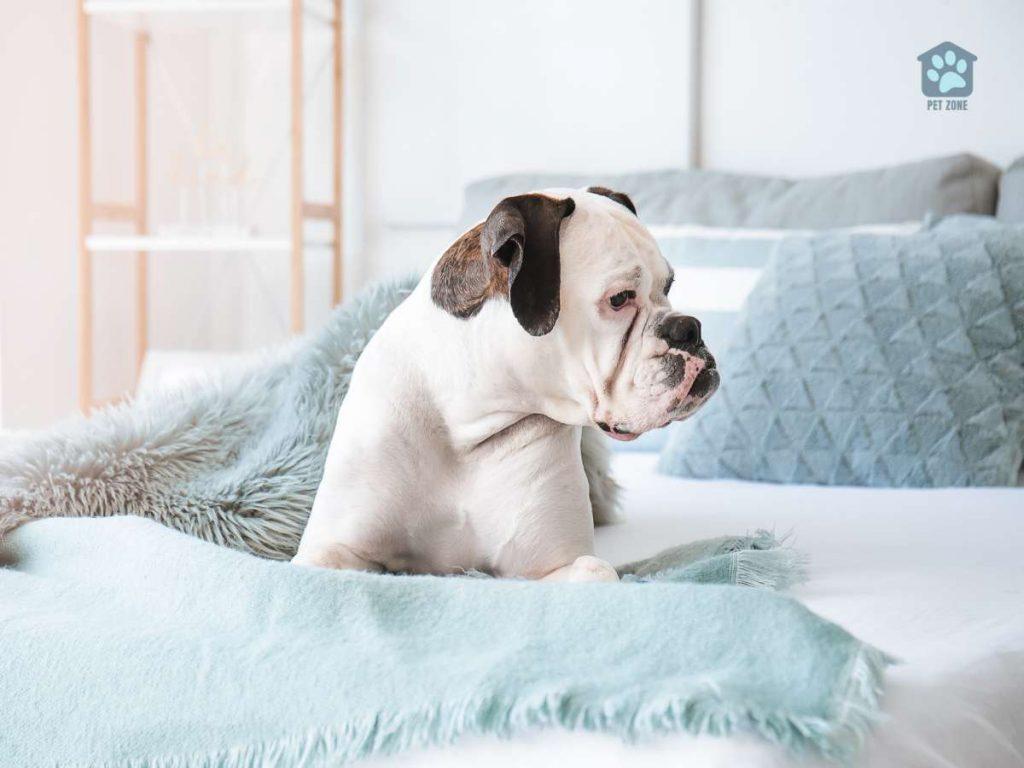 dog on bed with blue blanket and pillows