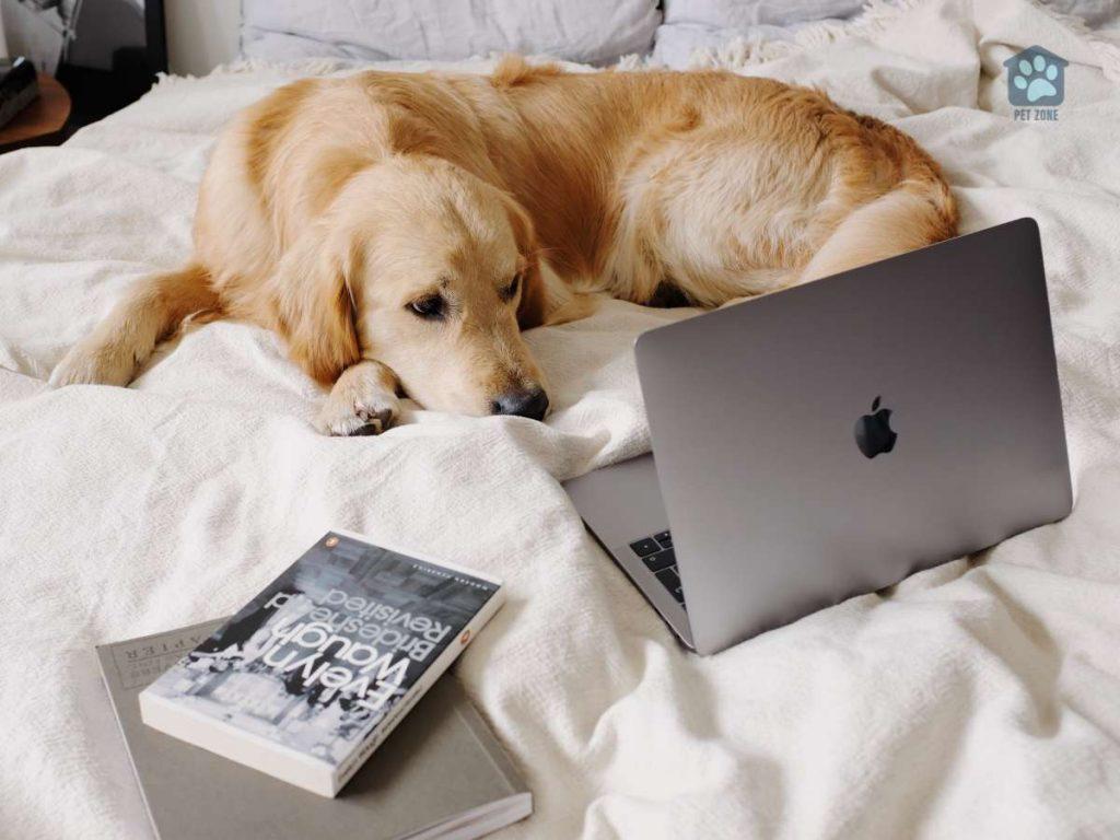 dog on bed with books and laptop