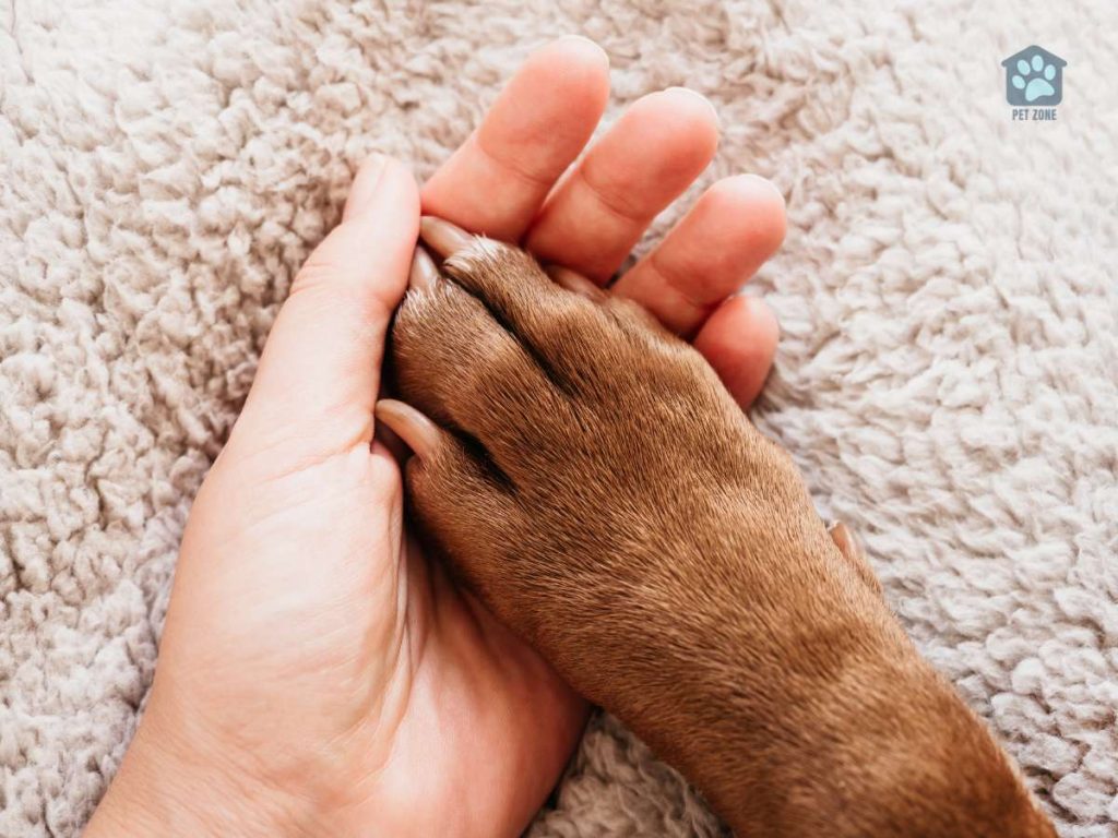 dog paw on owners hand