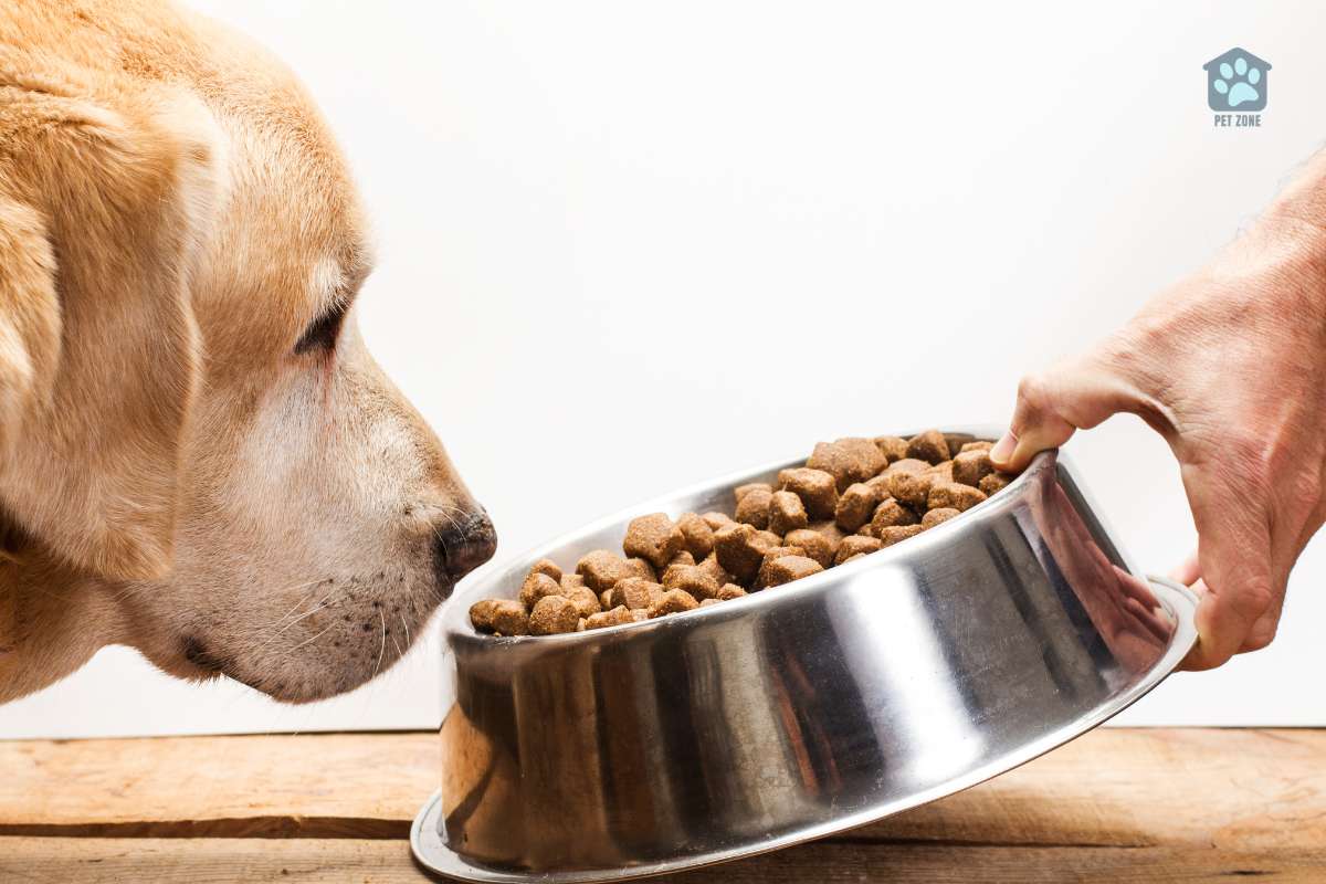 dog sniffing dog food