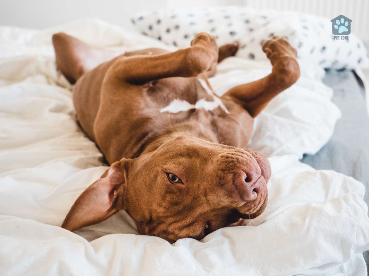 dog sprawled on bed