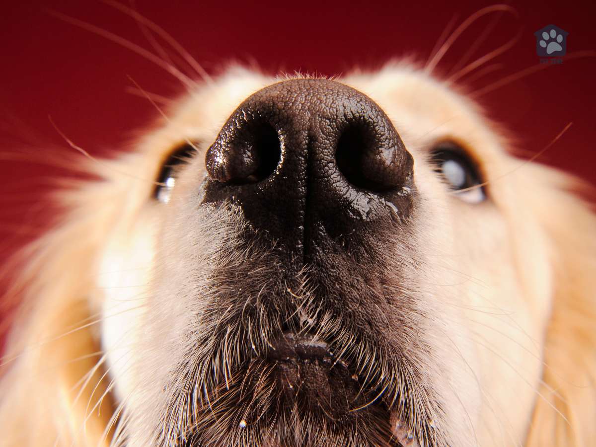 dog with moist nose