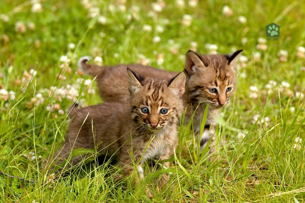 feral sibling kittens in field