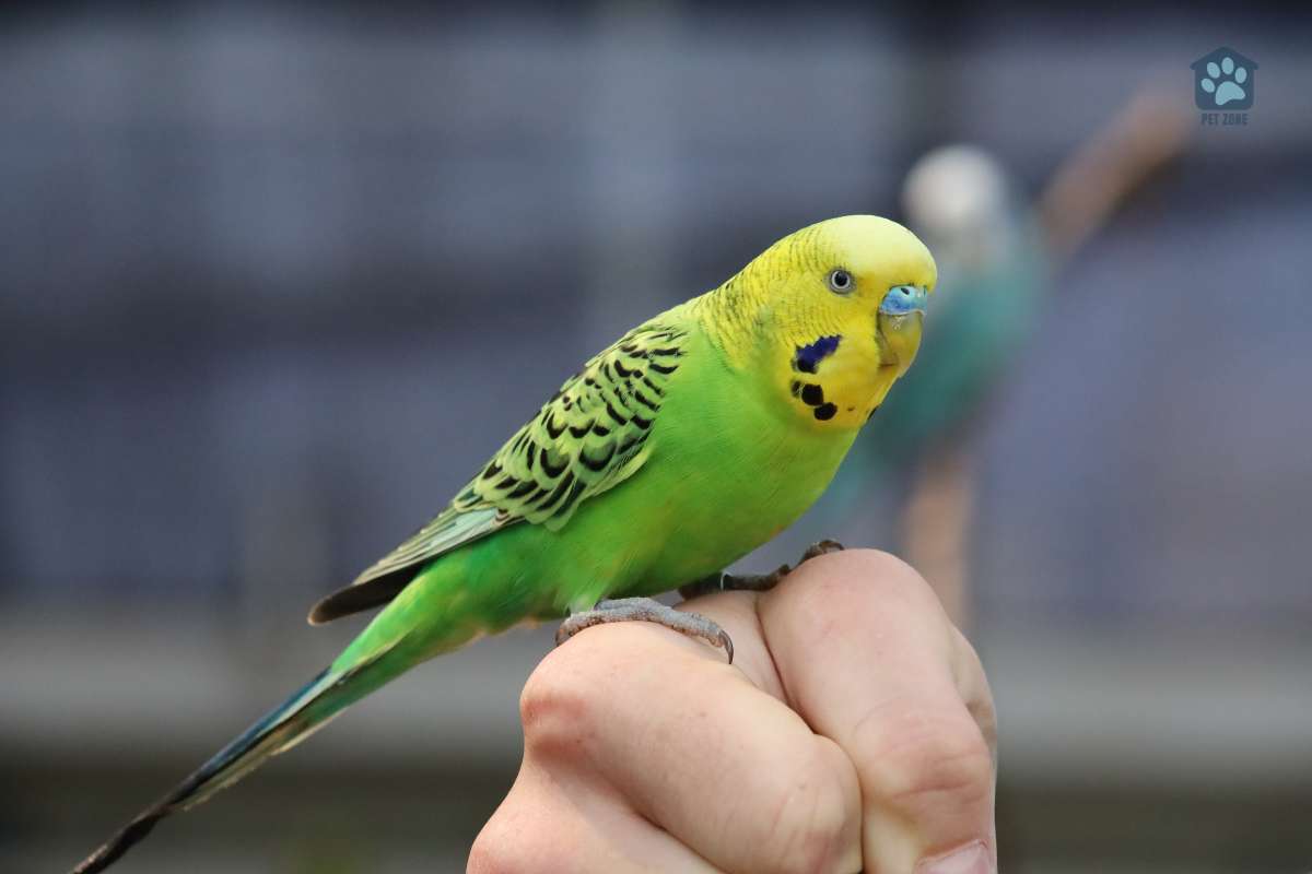 green and yellow budgie on owners hand