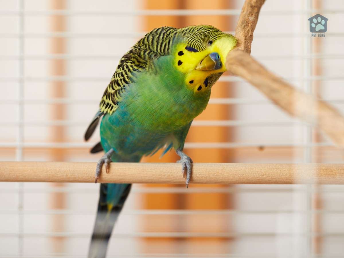 green budgie in cage