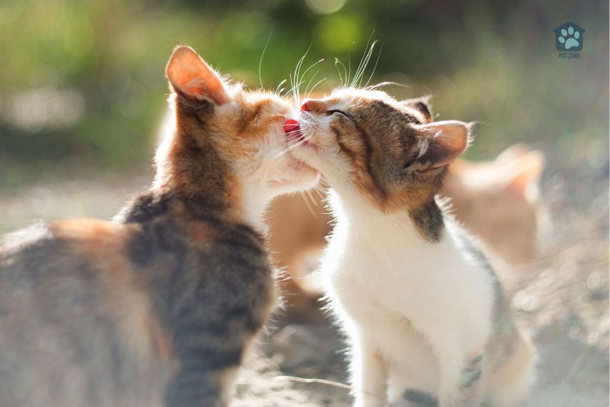 kitten grooming her sibling