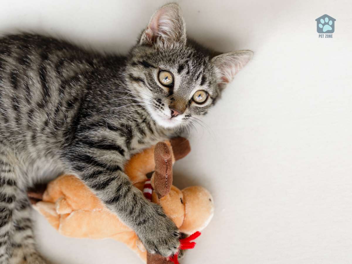 kitten hugging toy