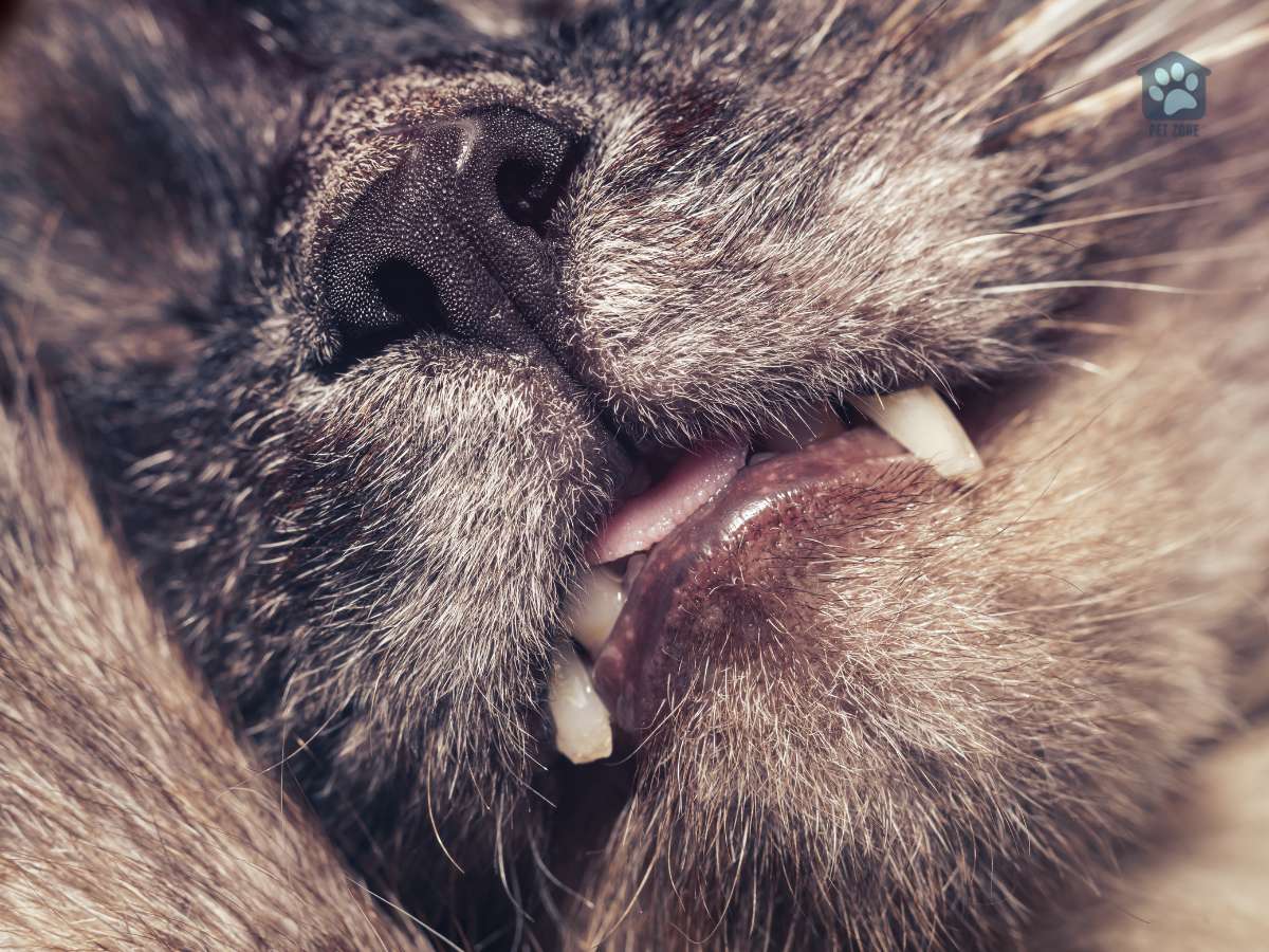 older cat asleep with mouth open