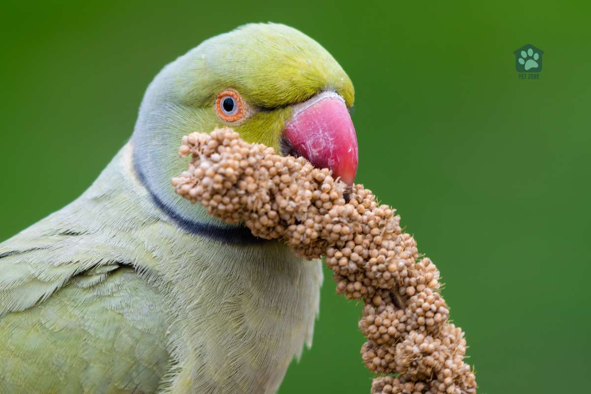 parakeet munching on millet