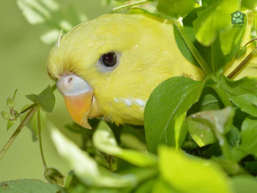 parakeet peeking out from plants