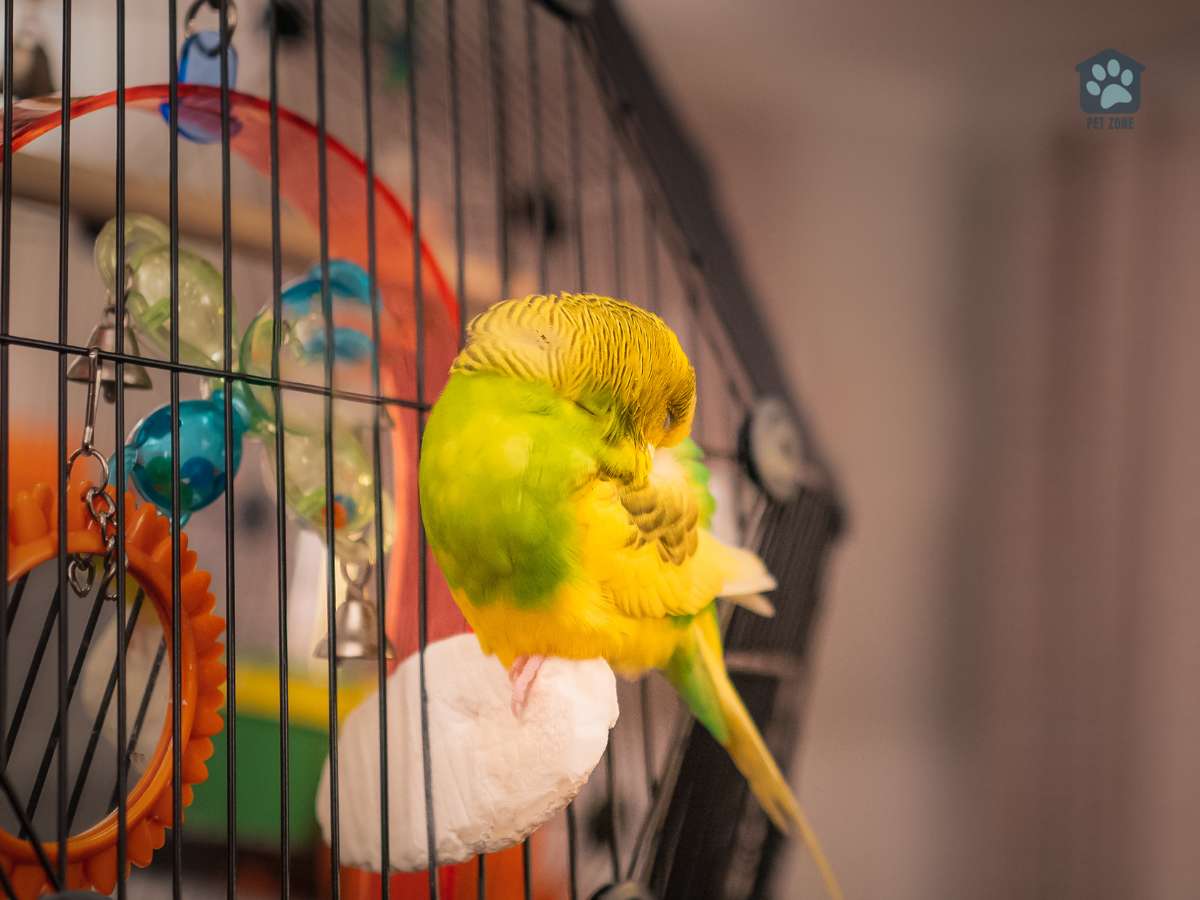 parakeet sleeping on perch