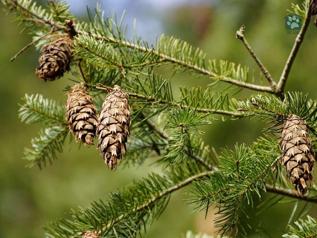 pine cones in a tree