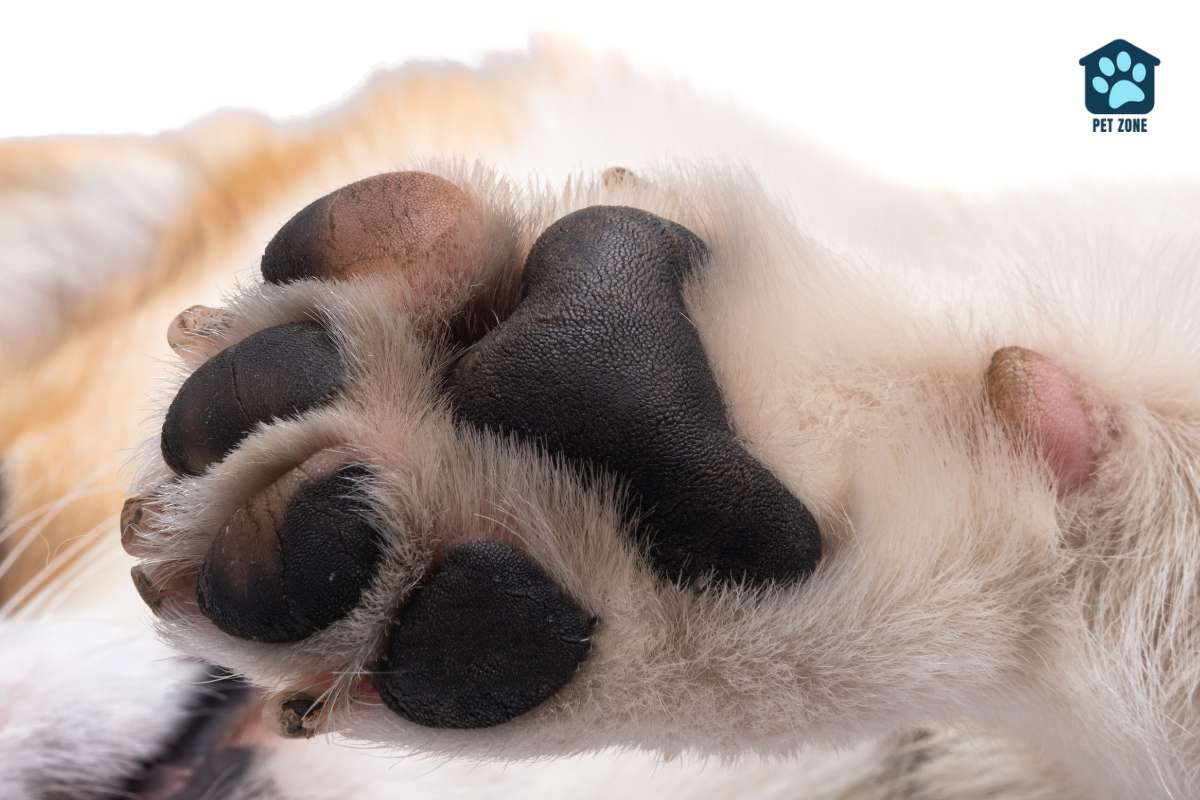 pink and black dog paw pads