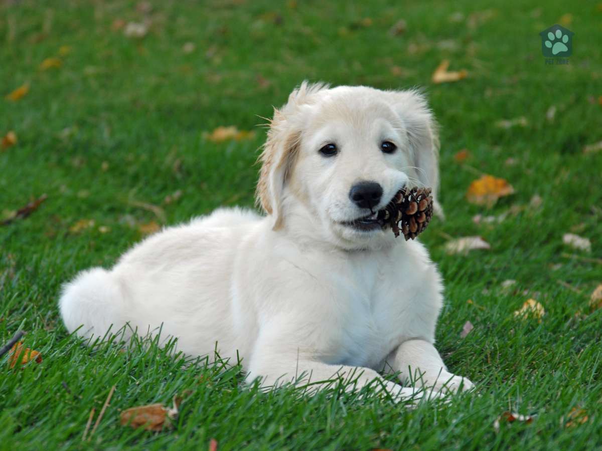 puppy chewing on pine cone