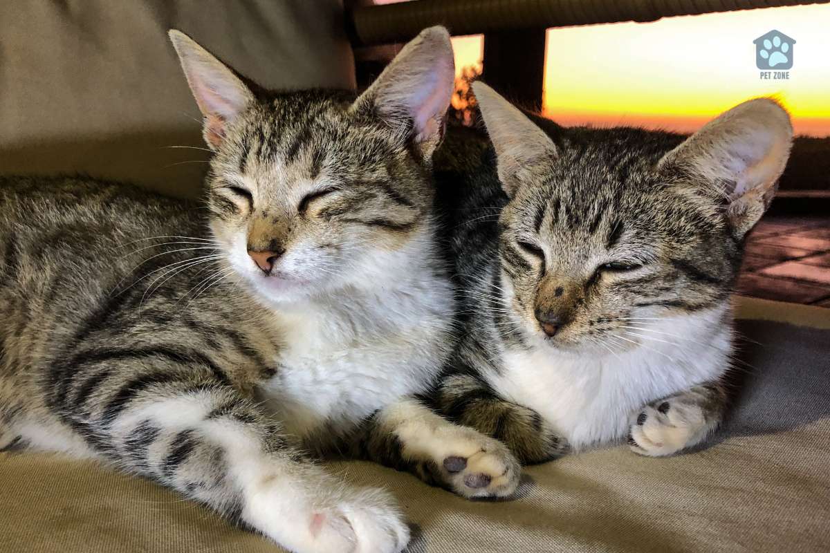 sibling cats sleeping on couch