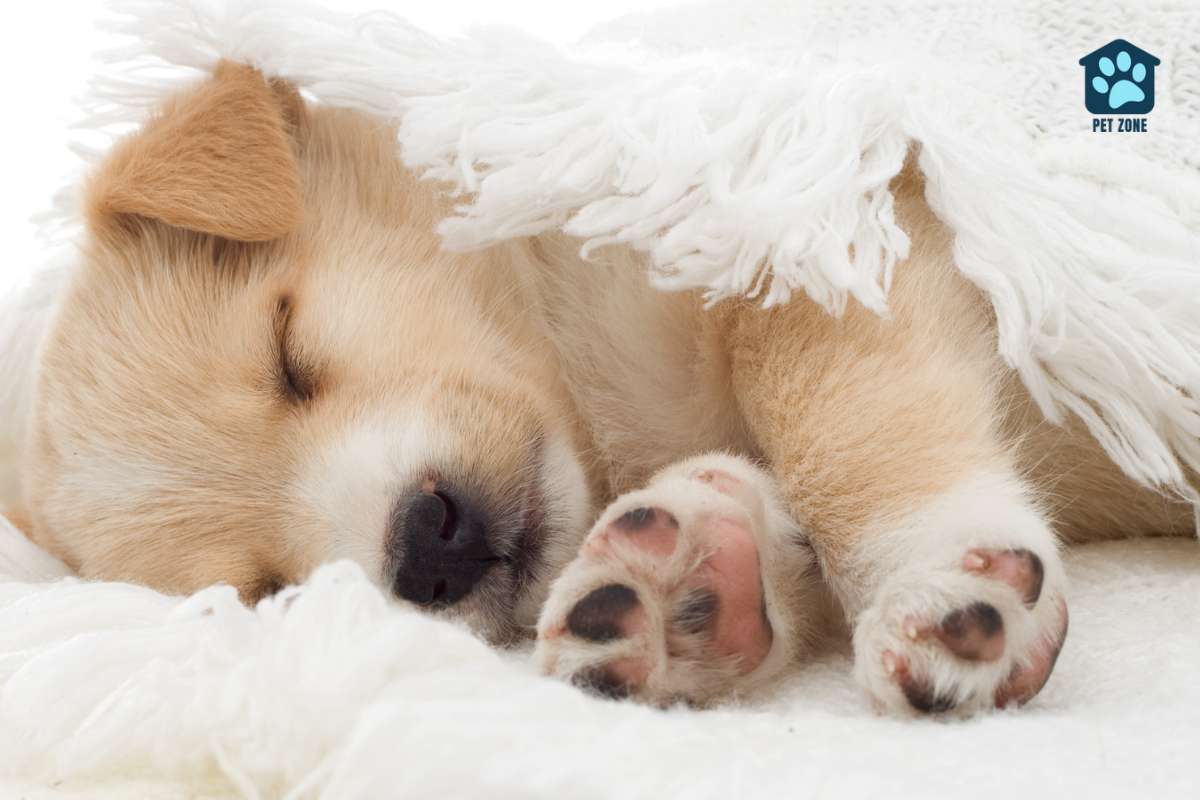 sleeping puppy with pink and black paws