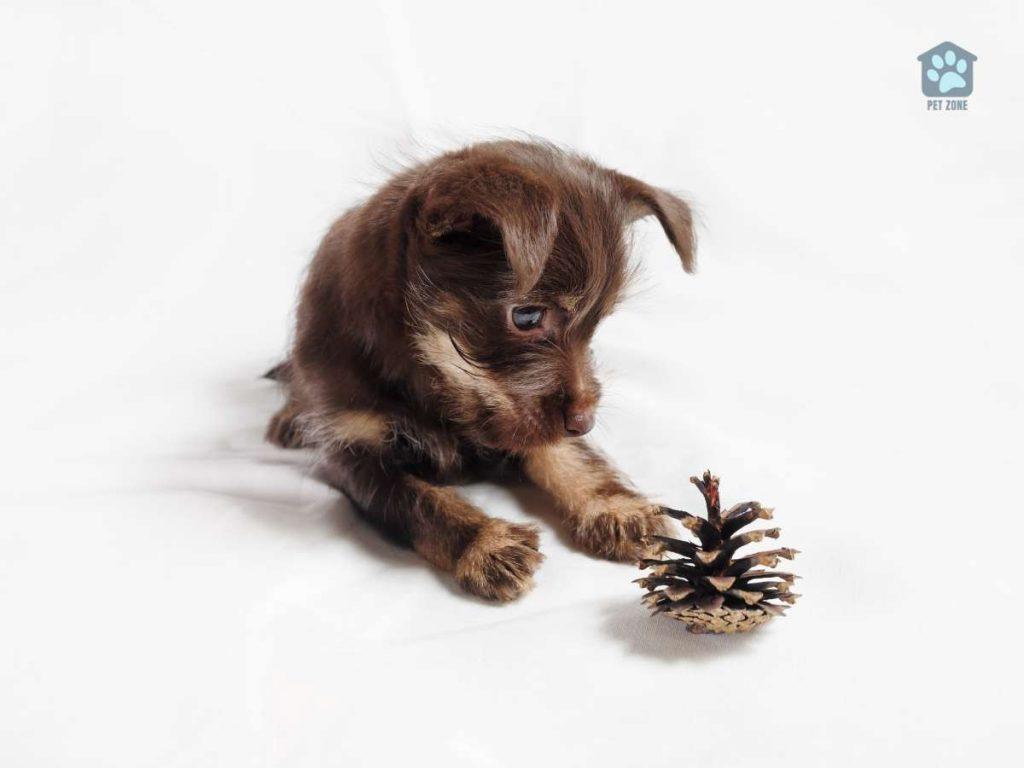 small dog staring at pine cone