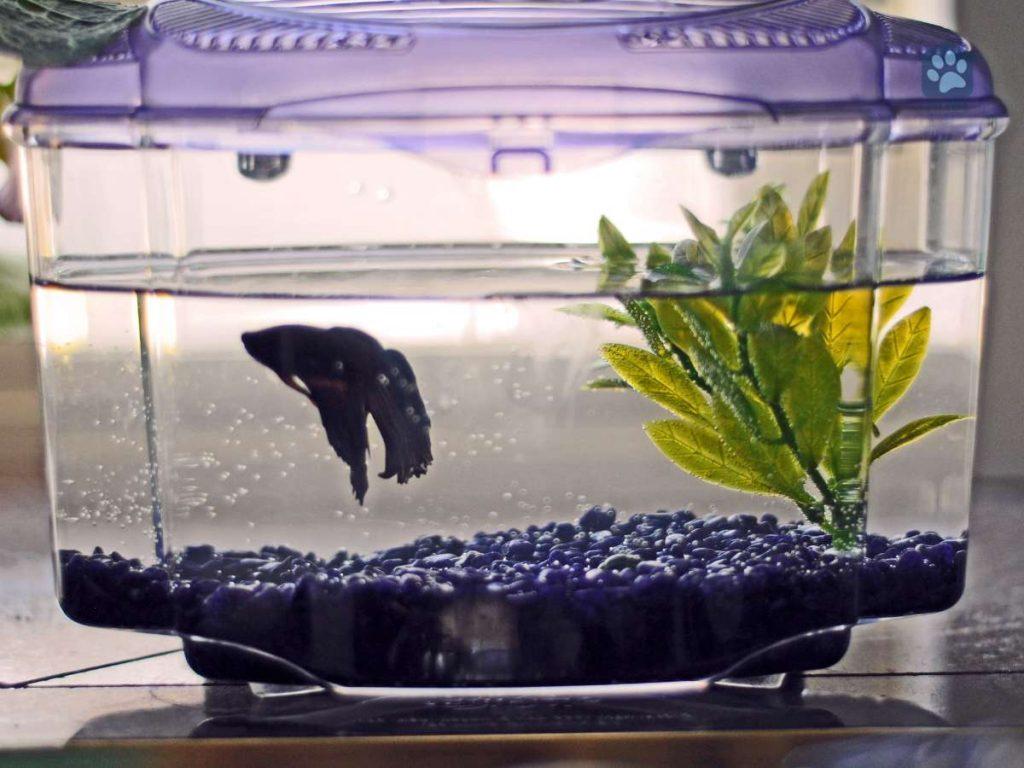 small tank with one fish