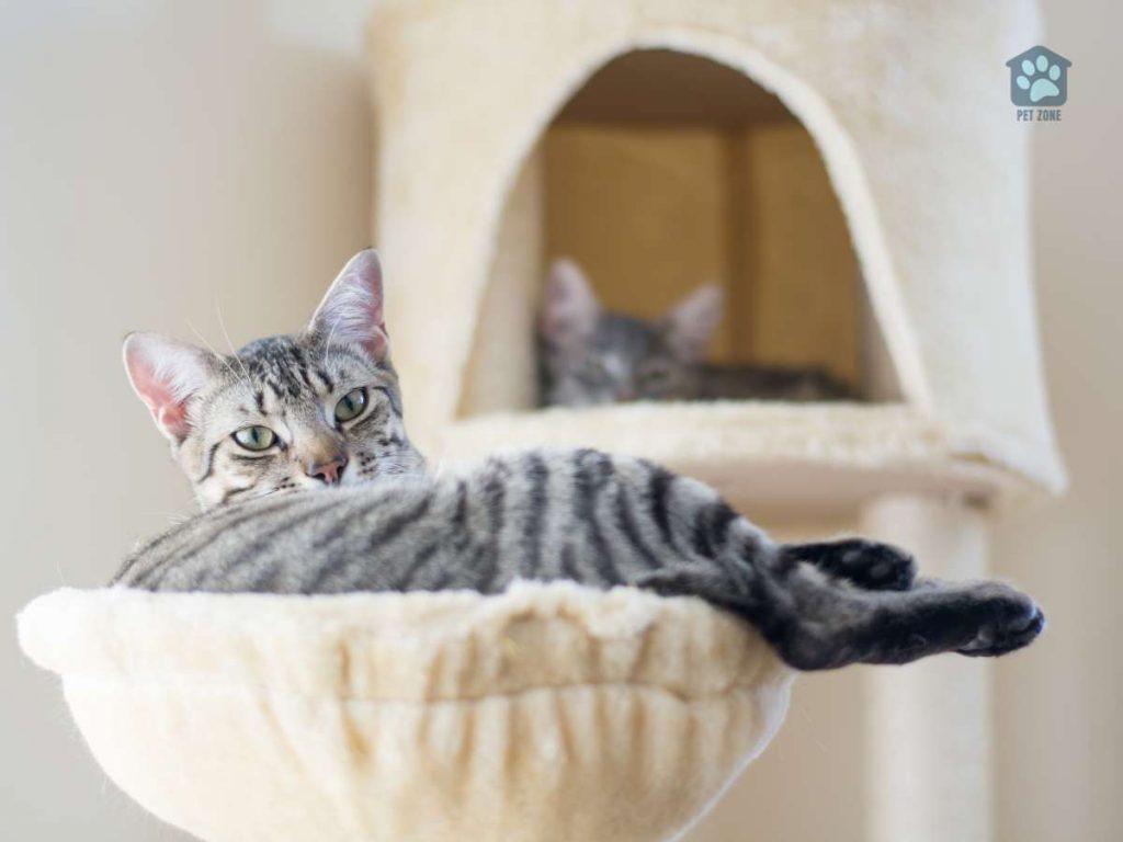 two cats in cat tree