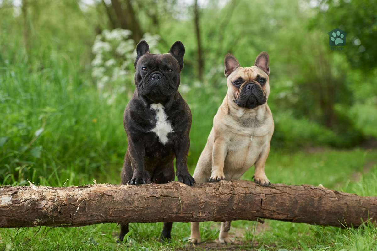 two frenchies standing on big branch