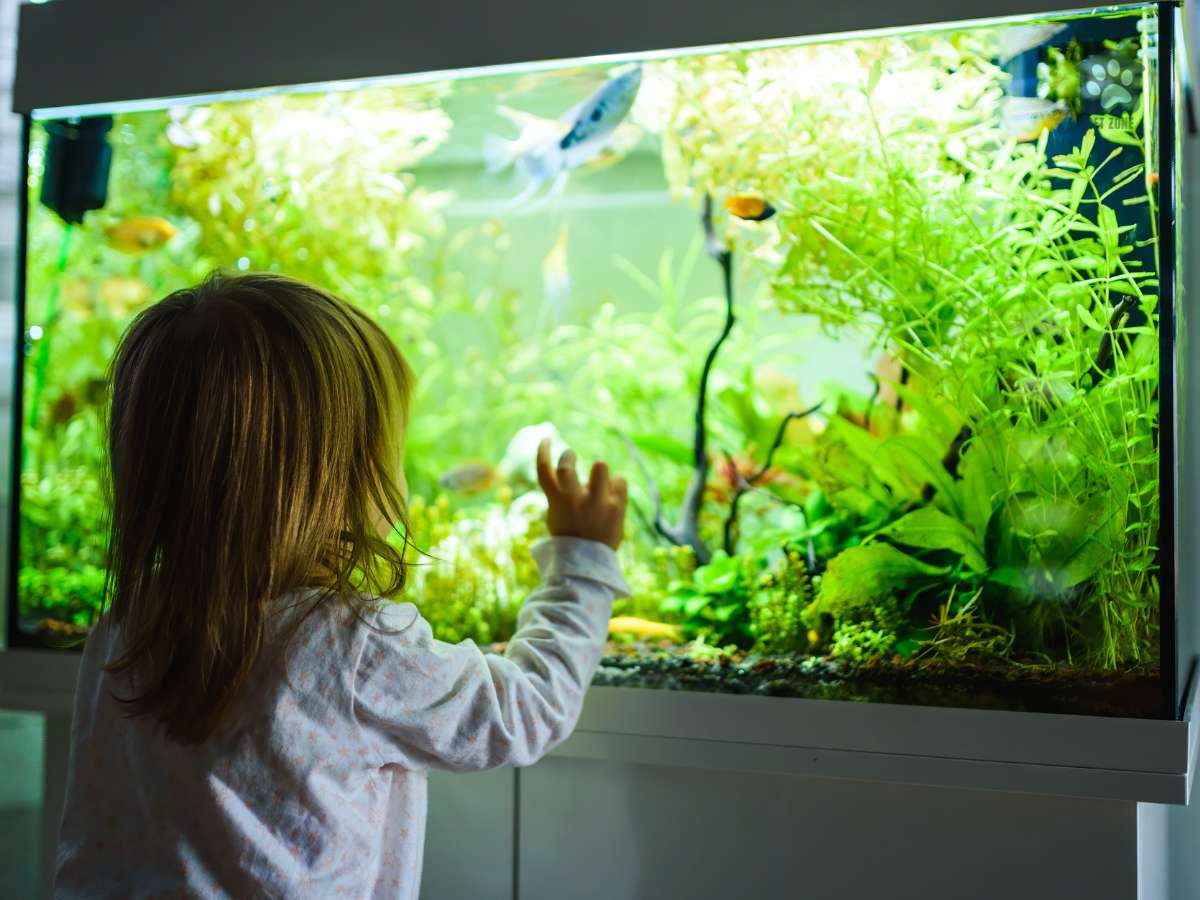 young girl looking at fish tank
