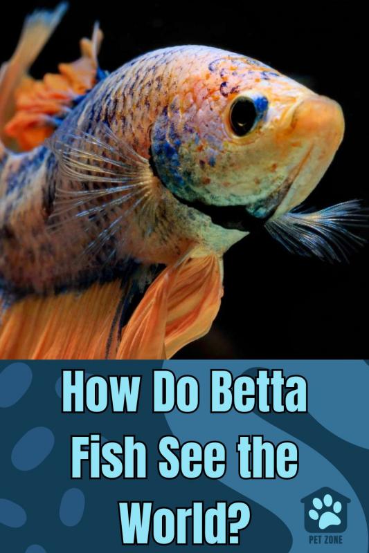 How Do Betta Fish See the World?
