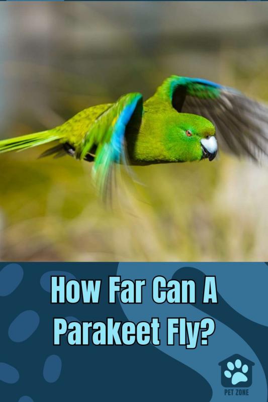 How Far Can A Parakeet Fly?