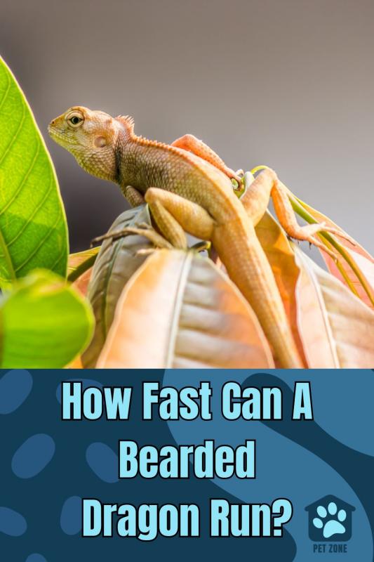 How Fast Can A Bearded Dragon Run?
