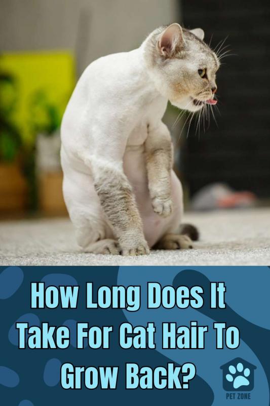 How Long Does It Take For Cat Hair To Grow Back?