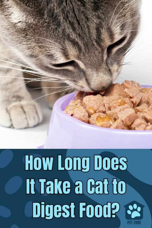How Long Does It Take a Cat to Digest Food?