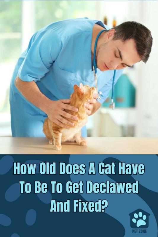 How Old Does A Cat Have To Be To Get Declawed And Fixed?