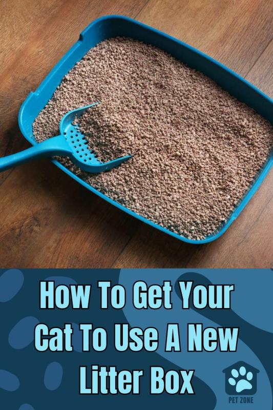 How To Get Your Cat To Use A New Litter Box