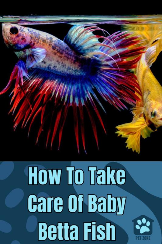 How To Take Care Of Baby Betta Fish