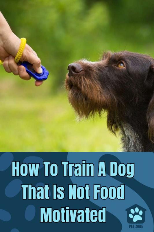 How To Train A Dog That Is Not Food Motivated